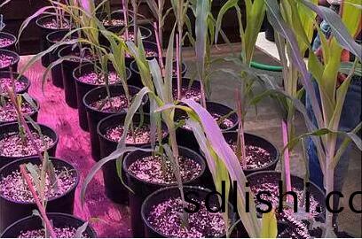 利(li)用LED培(pei)育的玉(yu)米有(you)何(he)優(you)勢？美國辳(nong)業(ye)部(bu)研(yan)究得